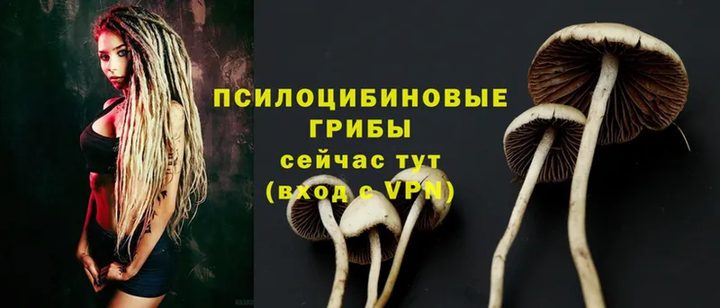 mega ССЫЛКА  Миньяр  Галлюциногенные грибы Psilocybe 